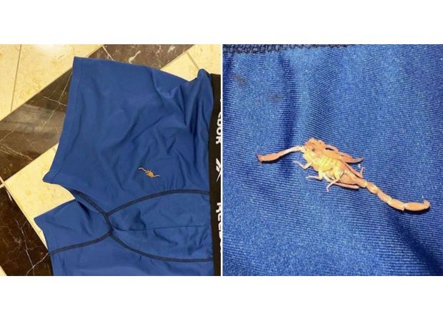 Hotel sued after scorpion incident causes sexual problems for couple.