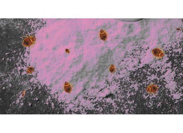 Expert reveals a 65p household item that effectively eliminates bed bugs.