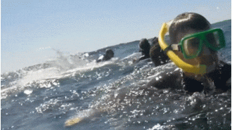 Whale propels snorkeler into sky near Gold Coast
