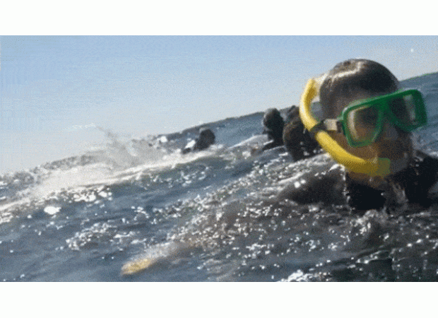 Whale propels snorkeler into sky near Gold Coast