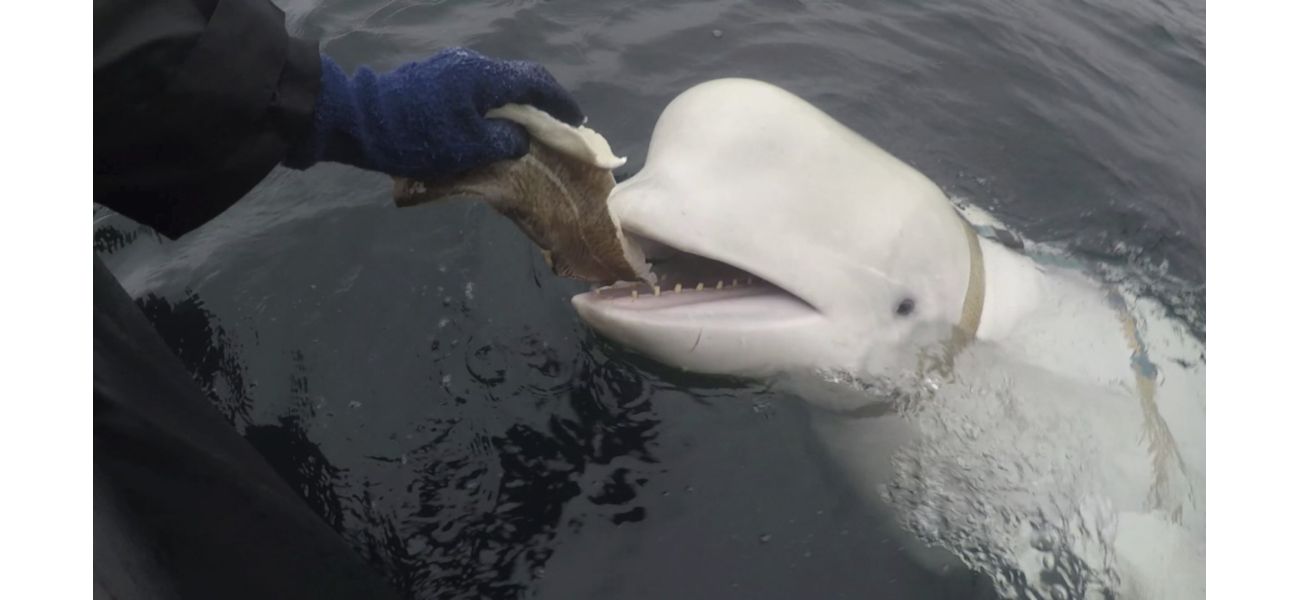 A dead Russian 'spy whale' was discovered under strange conditions.