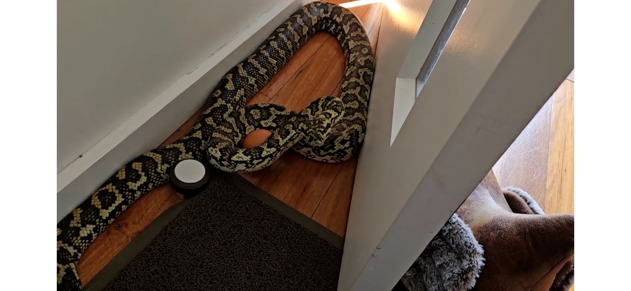 A missing pet python was discovered behind a stranger's front door.