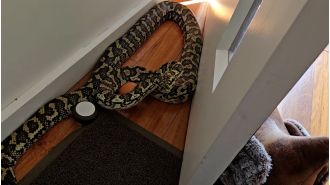 A missing pet python was discovered behind a stranger's front door.
