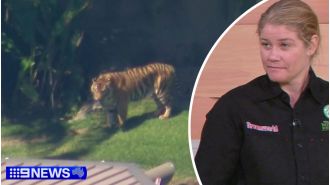Tiger bites Dreamworld worker, identified as handler