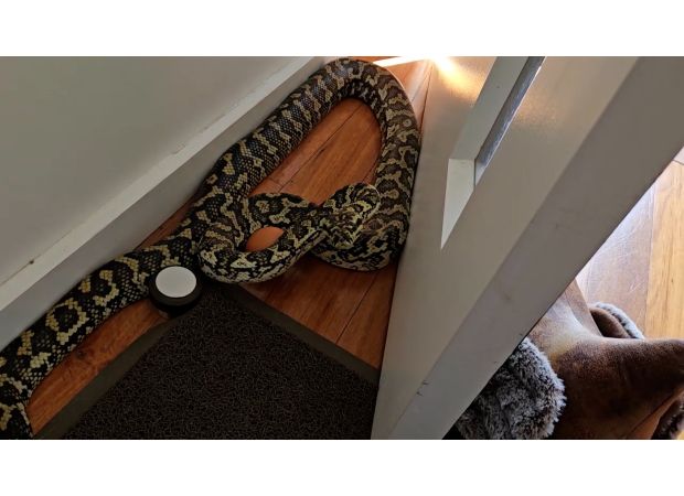 A missing pet python was discovered behind a stranger's front door.