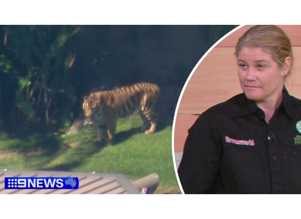 Tiger bites Dreamworld worker, identified as handler
