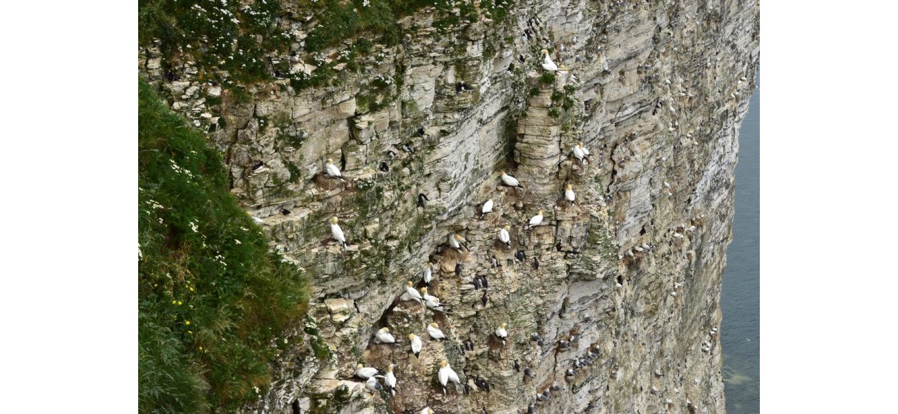 Five types of seabirds have been classified as endangered or critically endangered on the UK red list.