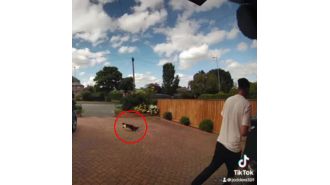 Amazon driver throws package at cat owned by customer.