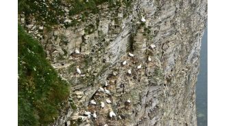 Five types of seabirds have been classified as endangered or critically endangered on the UK red list.