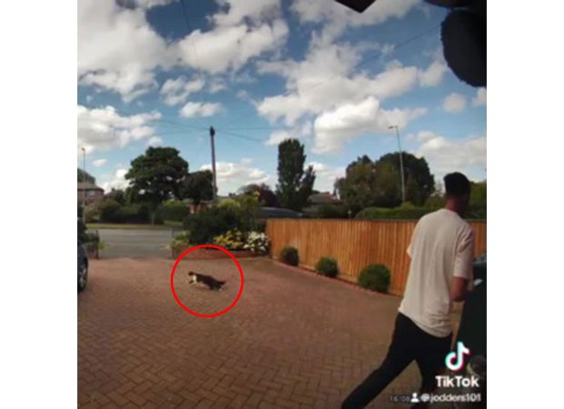 Amazon driver throws package at cat owned by customer.