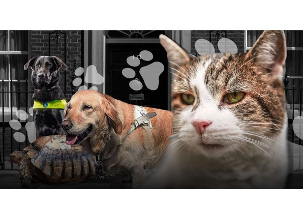 Keir Starmer adopts a new Siberian kitten, introducing the furry members of parliament.