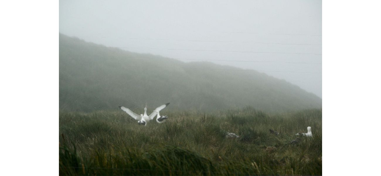 Bird flu has been discovered in Antarctica, confirming previous fears.