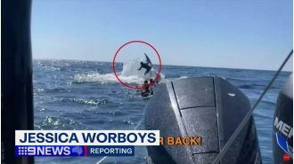 A humpback whale knocks a snorkeler aside in a video.