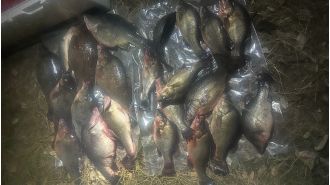 A fisherman in Melbourne receives a $20,000 fine for catching this fish.