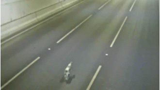 A dog was rescued unharmed from a busy tunnel in Melbourne.