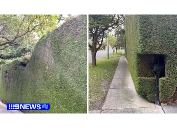Homeowners are in a dispute with their local council over a hedge, which they consider to be a joke.