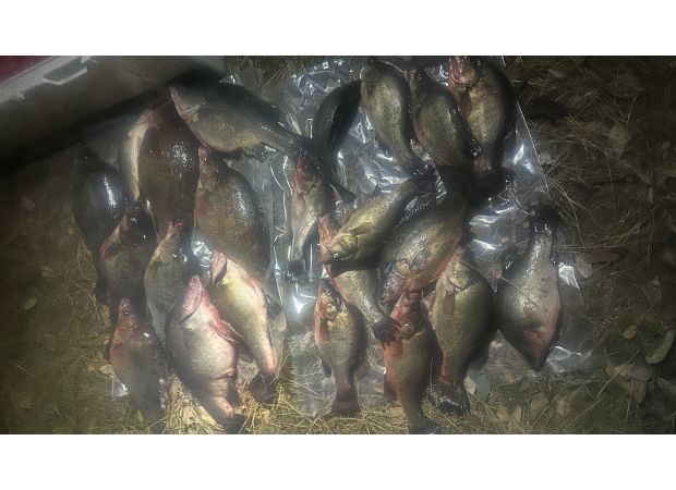 A fisherman in Melbourne receives a $20,000 fine for catching this fish.