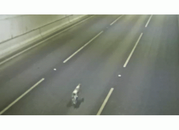 A dog was rescued unharmed from a busy tunnel in Melbourne.