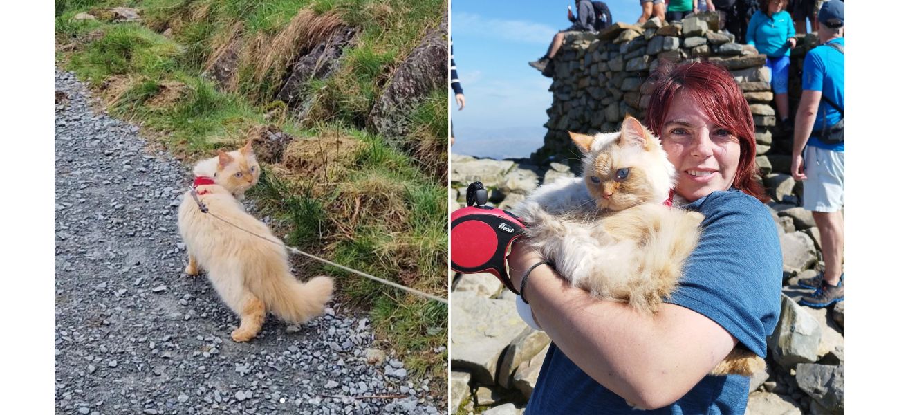 A cat has made a groundbreaking achievement by being the first of its kind to complete the Three Peaks Challenge.