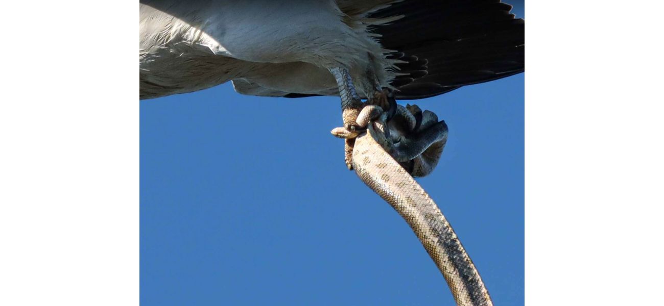 An eagle is bitten by a snake after being taken from a beach in Queensland.