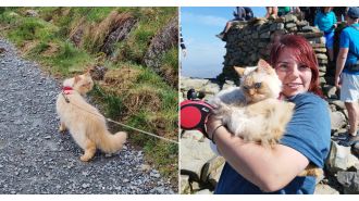 A cat has made a groundbreaking achievement by being the first of its kind to complete the Three Peaks Challenge.