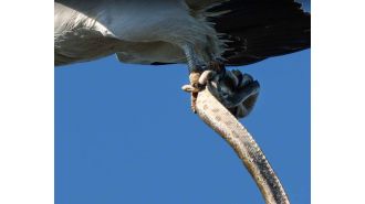 An eagle is bitten by a snake after being taken from a beach in Queensland.