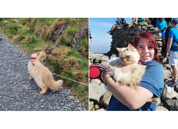 A cat has made a groundbreaking achievement by being the first of its kind to complete the Three Peaks Challenge.