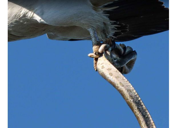 An eagle is bitten by a snake after being taken from a beach in Queensland.