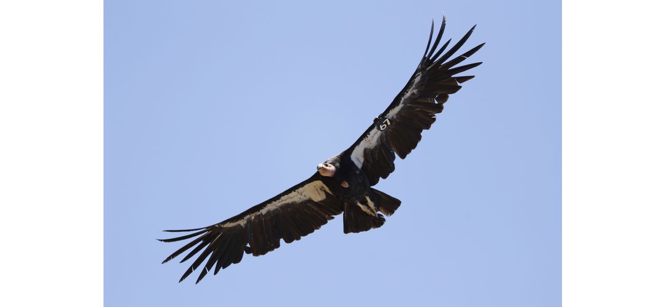 Rare California condor killed by gunshot in Colorado, adding to the species' critically endangered status.