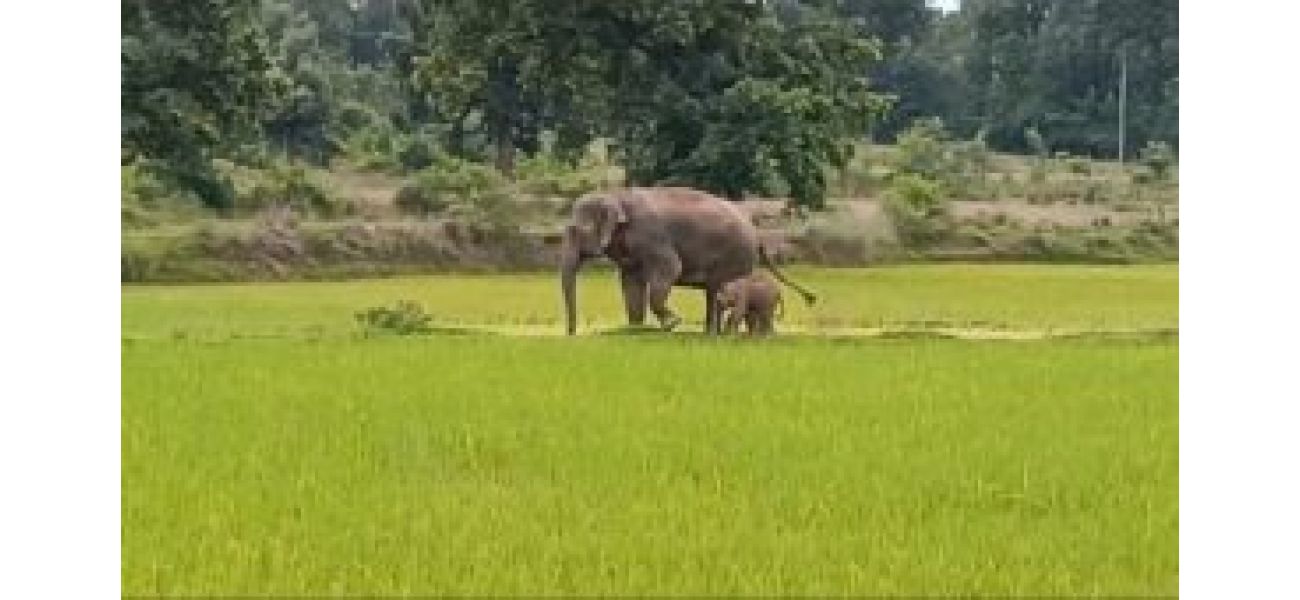 Adorable elephant calf brings joy in Sundargarh, India.