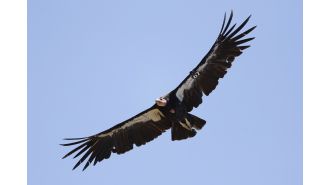 Rare California condor killed by gunshot in Colorado, adding to the species' critically endangered status.