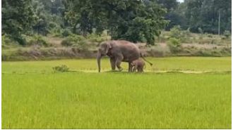 Adorable elephant calf brings joy in Sundargarh, India.