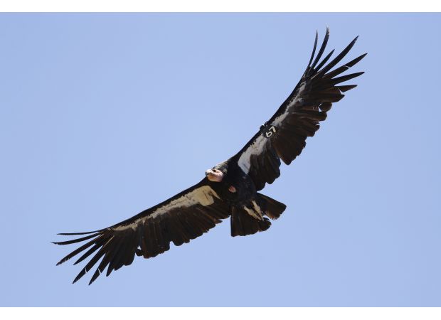 Rare California condor killed by gunshot in Colorado, adding to the species' critically endangered status.