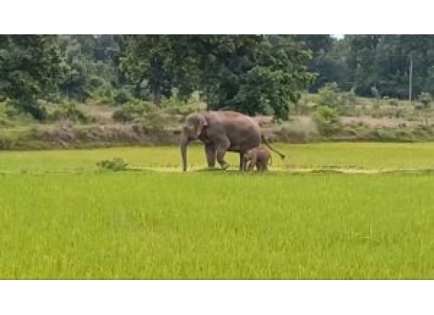 Adorable elephant calf brings joy in Sundargarh, India.