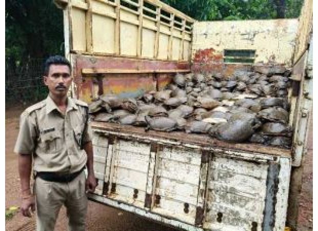 Police in Malkangiri district, Odisha took four people into custody after confiscating 500 turtles.