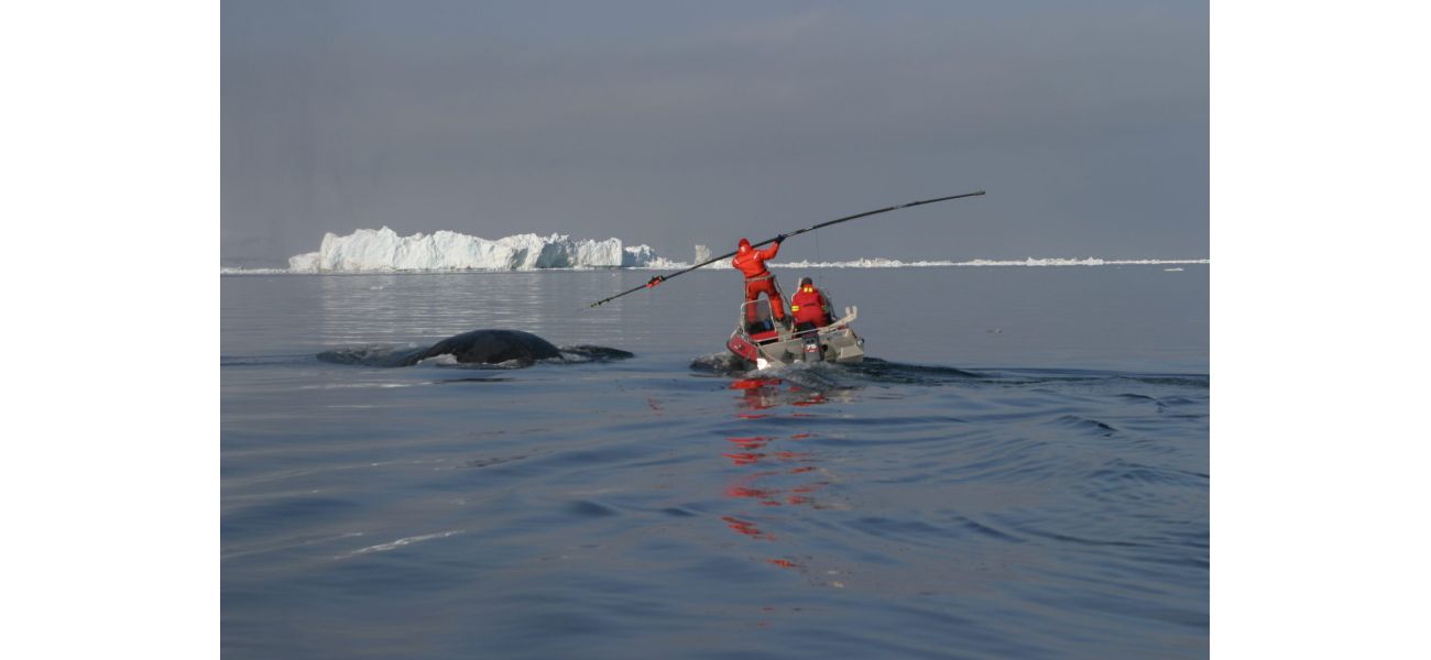 Ancient whale discovered with a 100 year old harpoon in its side.