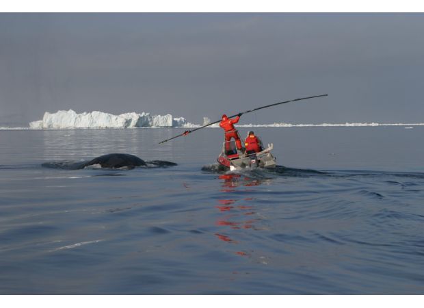 Ancient whale discovered with a 100 year old harpoon in its side.
