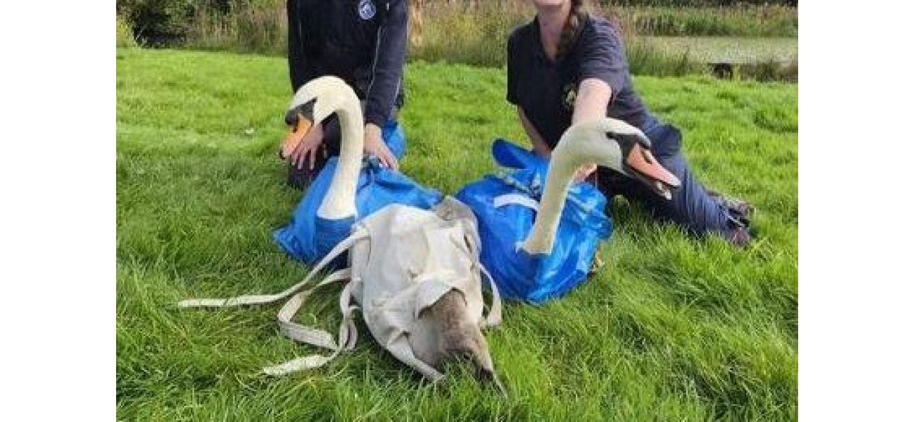 Children commit cruel act by throwing rocks at swans in a park, resulting in their death.
