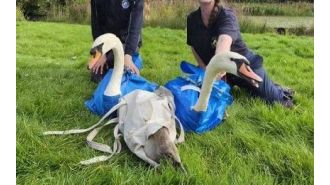 Children commit cruel act by throwing rocks at swans in a park, resulting in their death.