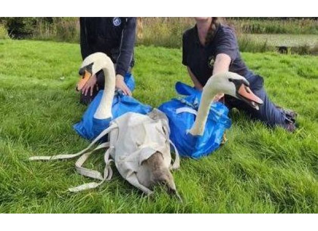 Children commit cruel act by throwing rocks at swans in a park, resulting in their death.