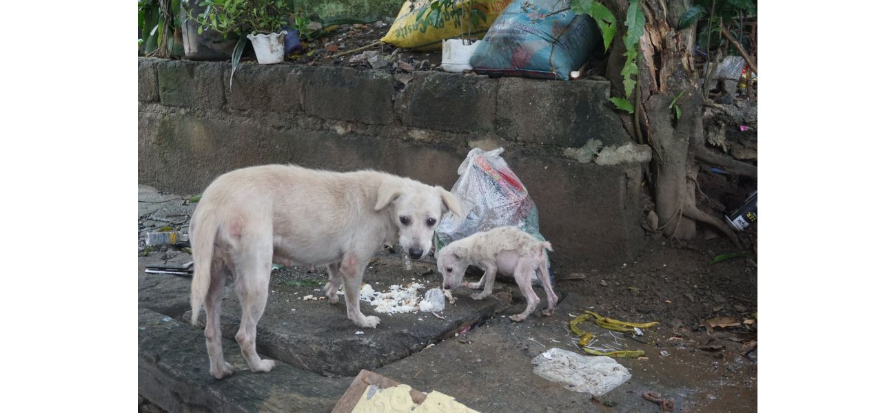 Devastating typhoon floods displace and kill countless canines.