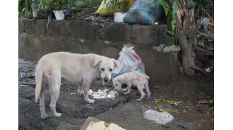 Devastating typhoon floods displace and kill countless canines.