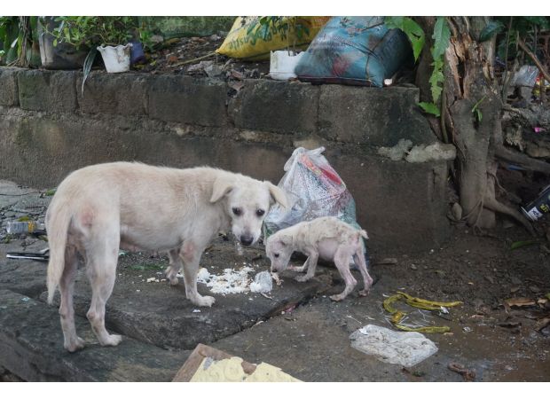 Devastating typhoon floods displace and kill countless canines.