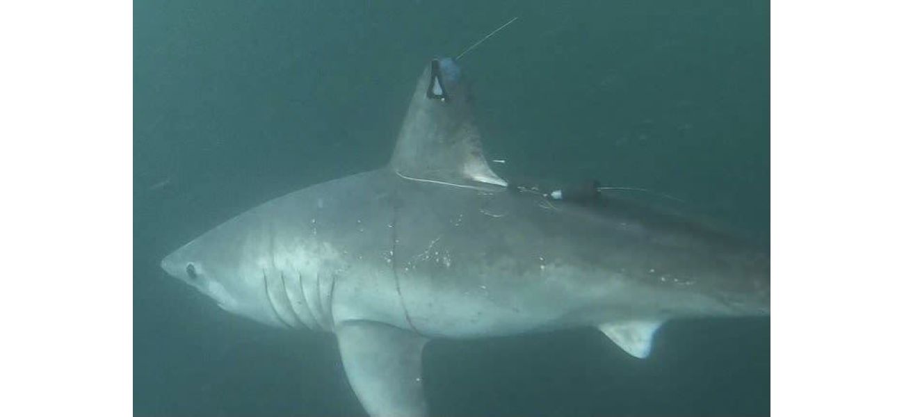 Solving a shark murder mystery can be challenging and requires careful investigation.