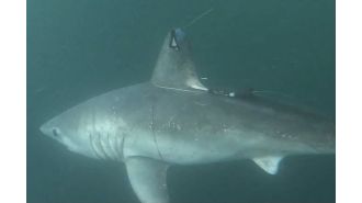 Solving a shark murder mystery can be challenging and requires careful investigation.
