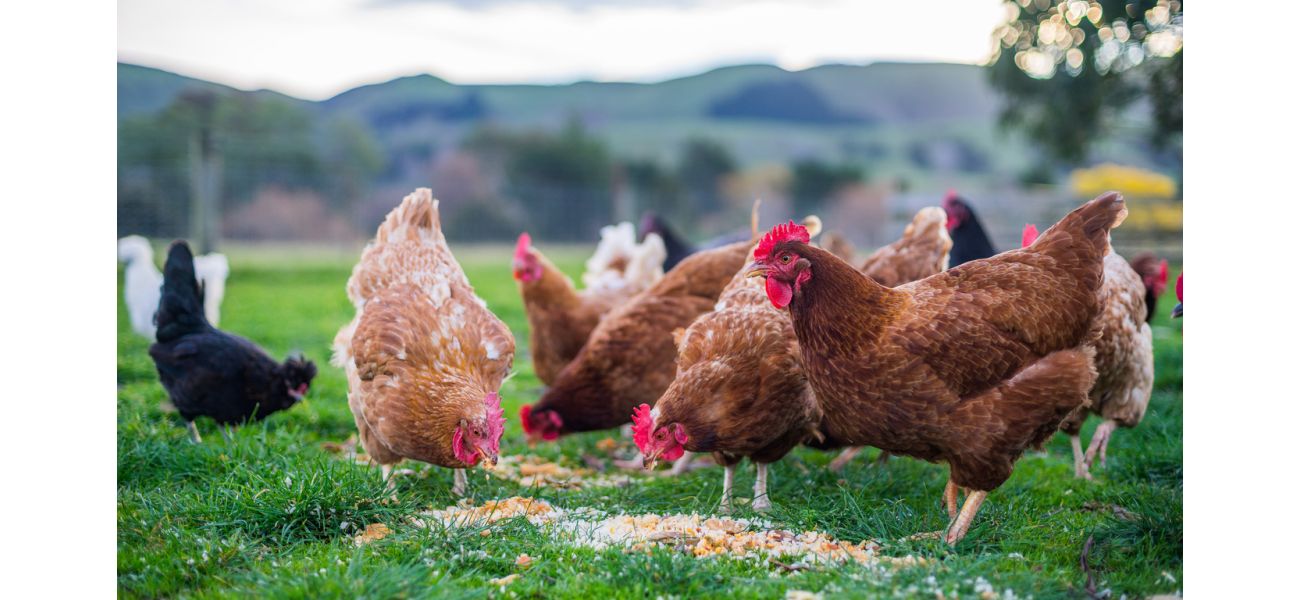 Australia prepares for bird flu outbreak as deadly strain approaches.
