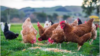 Australia prepares for bird flu outbreak as deadly strain approaches.