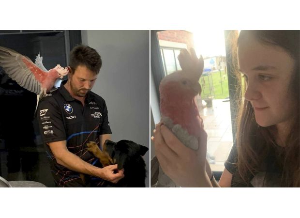 A parrot is loose and can't stop singing cheesy songs from the 80s.