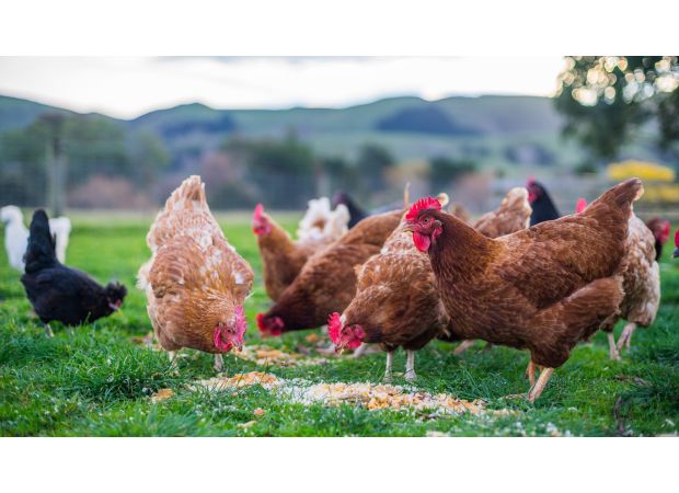 Australia prepares for bird flu outbreak as deadly strain approaches.