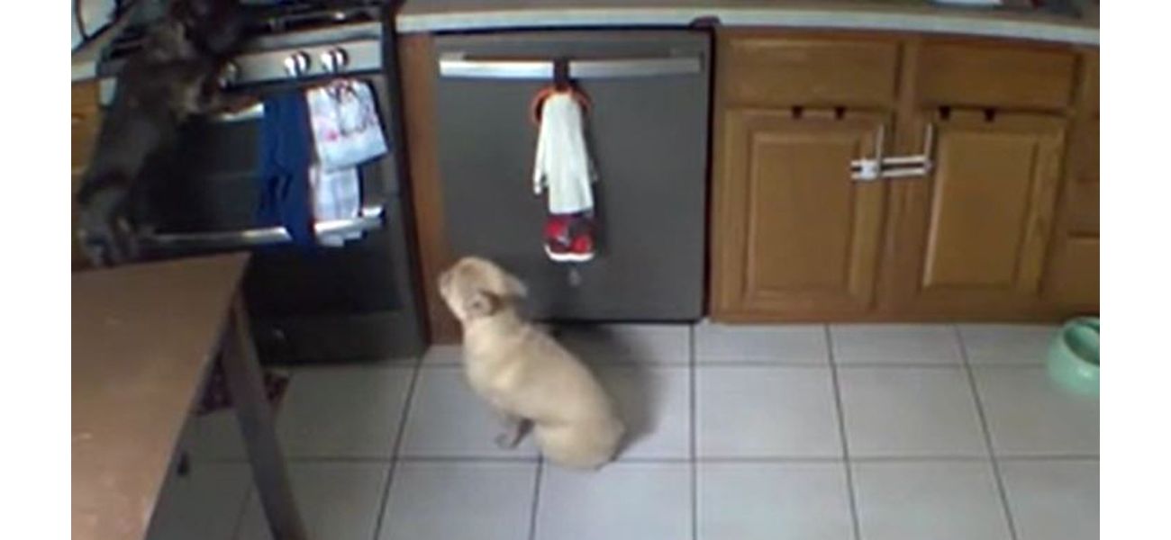 Dog accidentally starts fire while trying to find food.